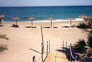 Pets welcome in property rentals on the Costa Blanca - Torrevieja, Guardamar and La Mata