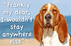 Pets welcome in property rentals on the Costa Blanca - Guardamar, La Mata and Torrevieja